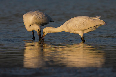 BUITEN BEELD Foto: 247448