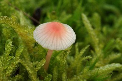 BUITEN BEELD Foto: 247485