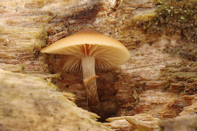 BUITEN BEELD Foto: 247511