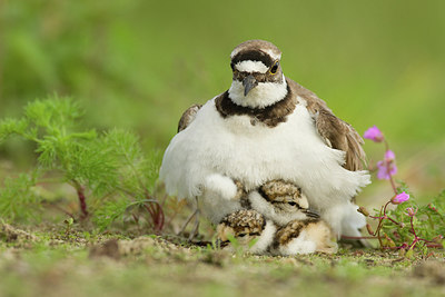 BUITEN BEELD Foto: 247536