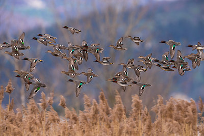 BUITEN BEELD Foto: 247556