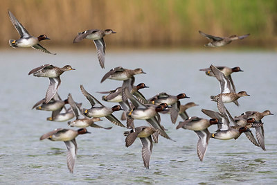 BUITEN BEELD Foto: 247560