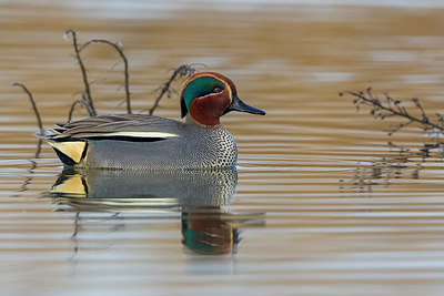 BUITEN BEELD Foto: 247571