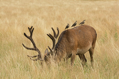 BUITEN BEELD Foto: 247588