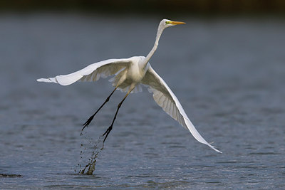 BUITEN BEELD Foto: 247614