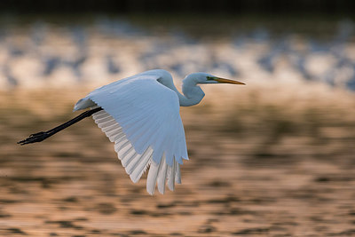 BUITEN BEELD Foto: 247616