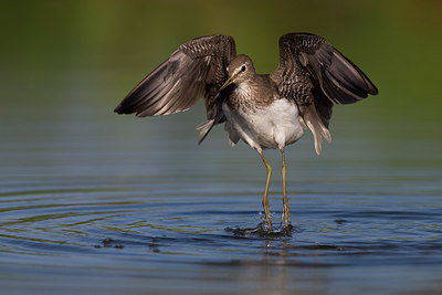 BUITEN BEELD Foto: 247618