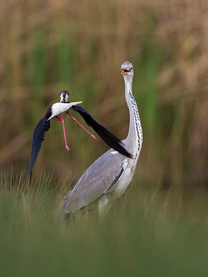 BUITEN BEELD Foto: 247621