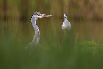 BUITEN BEELD Foto: 247622