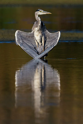 BUITEN BEELD Foto: 247624