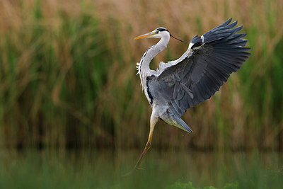 BUITEN BEELD Foto: 247634