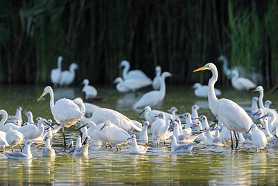 BUITEN BEELD Foto: 247636