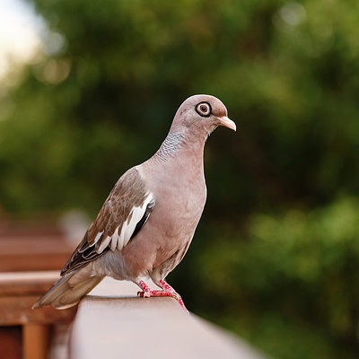 BUITEN BEELD Foto: 247666
