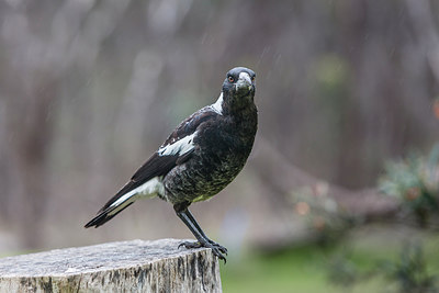 BUITEN BEELD Foto: 247700