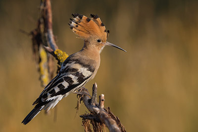 BUITEN BEELD Foto: 247724