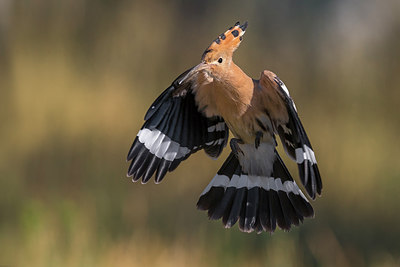 BUITEN BEELD Foto: 247732