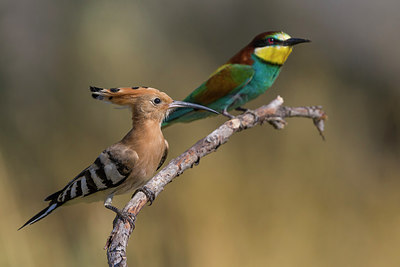 BUITEN BEELD Foto: 247733