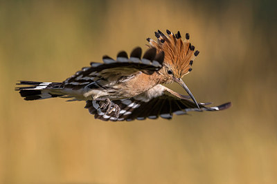 BUITEN BEELD Foto: 247738