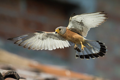 BUITEN BEELD Foto: 247746