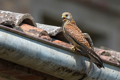BUITEN BEELD Foto: 247749