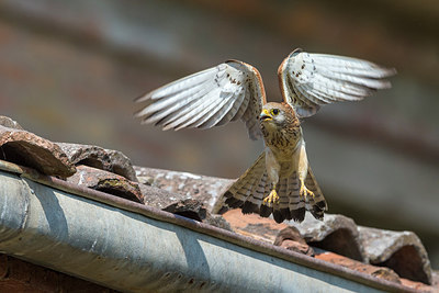 BUITEN BEELD Foto: 247750
