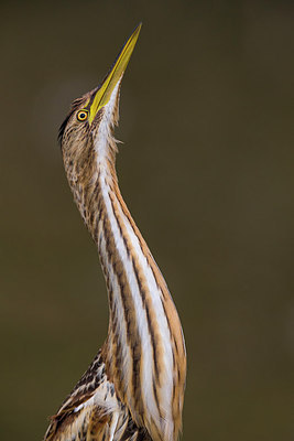 BUITEN BEELD Foto: 247763