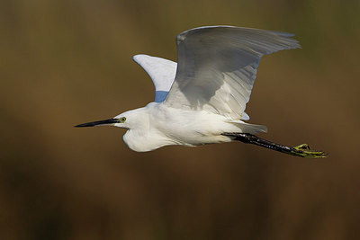 BUITEN BEELD Foto: 247784