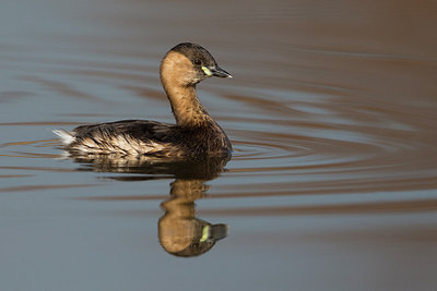 BUITEN BEELD Foto: 247786