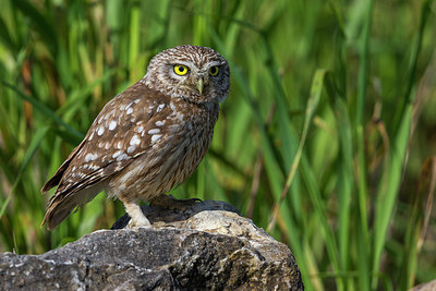 BUITEN BEELD Foto: 247788