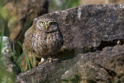 BUITEN BEELD Foto: 247791