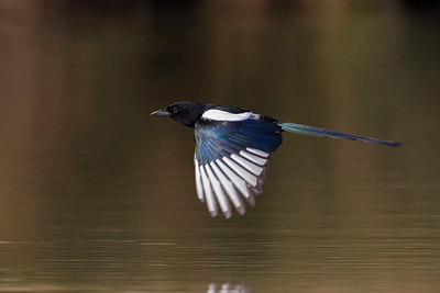 BUITEN BEELD Foto: 247794