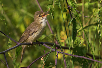 BUITEN BEELD Foto: 247801