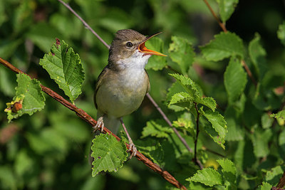 BUITEN BEELD Foto: 247802