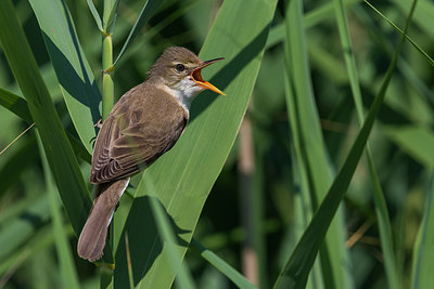 BUITEN BEELD Foto: 247804