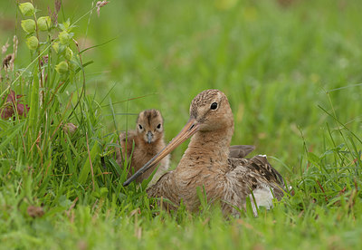 BUITEN BEELD Foto: 247806