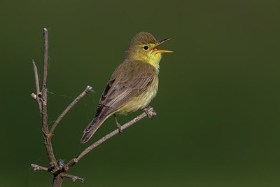 BUITEN BEELD Foto: 247810
