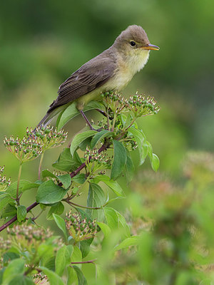 BUITEN BEELD Foto: 247812