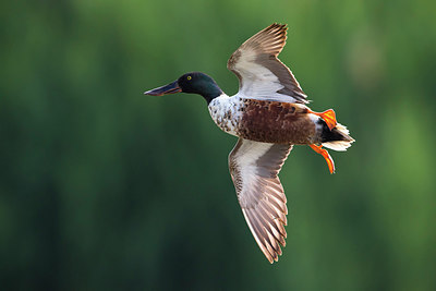 BUITEN BEELD Foto: 247822
