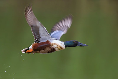 BUITEN BEELD Foto: 247825