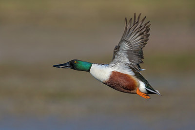 BUITEN BEELD Foto: 247836