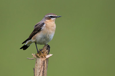 BUITEN BEELD Foto: 247854