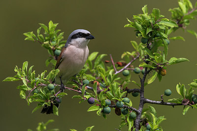 BUITEN BEELD Foto: 247868