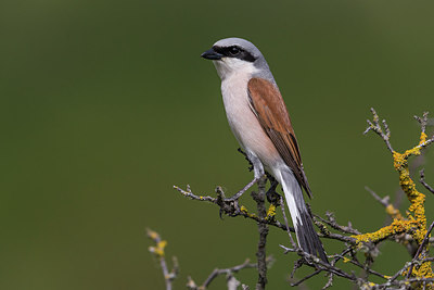BUITEN BEELD Foto: 247869
