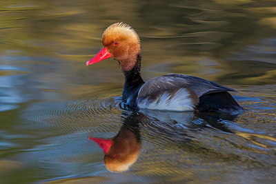 BUITEN BEELD Foto: 247872