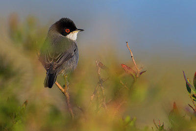 BUITEN BEELD Foto: 247886