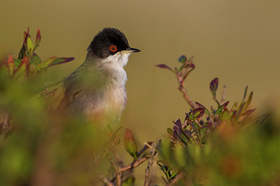 BUITEN BEELD Foto: 247888