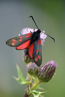 BUITEN BEELD Foto: 247913