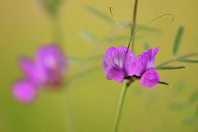 BUITEN BEELD Foto: 247916