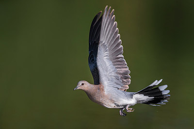 BUITEN BEELD Foto: 247934