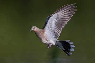 BUITEN BEELD Foto: 247938